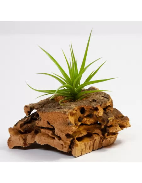 Tillandsia Aeranthos x Tenuifolia Amethyst