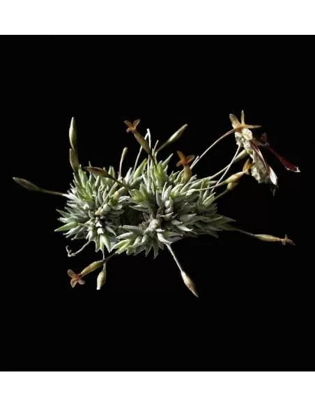 Tillandsia Aizoides