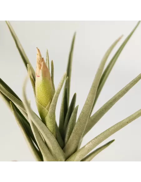 Tillandsia Alberanthos