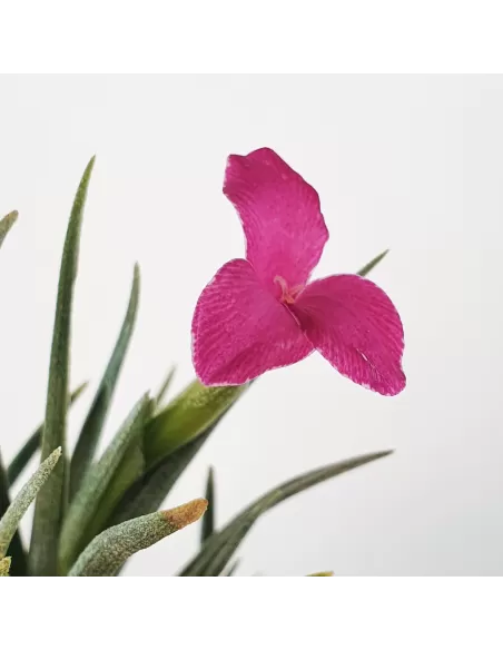 Tillandsia Albertiana × Argentina