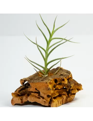 Tillandsia Andicola