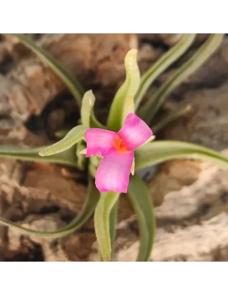 Tillandsia Argentina