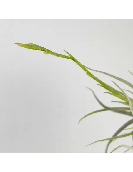 Tillandsia Arhiza Forma Pequeña