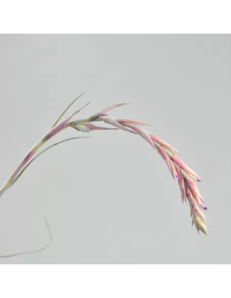 Tillandsia Baileyi Vivipara