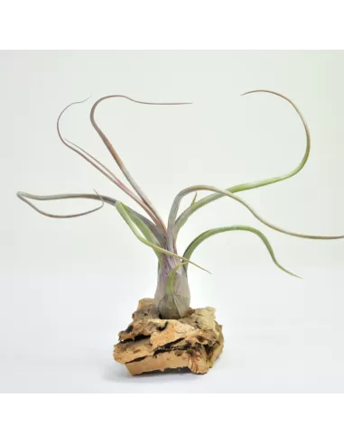 Tillandsia baileyi