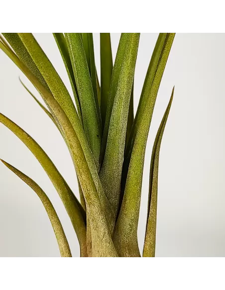 Tillandsia Balbisiana x Caput Medusae XL