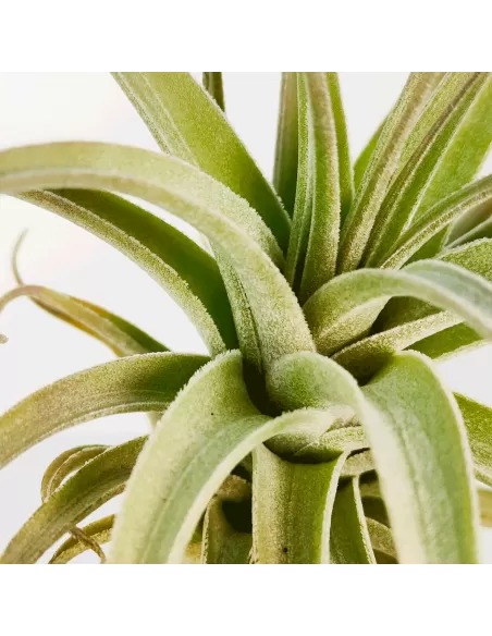 Tillandsia Bergeri X Recurvifolia Subsecundifolia