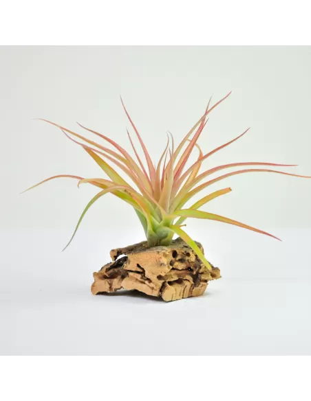 Tillandsia Brachycaulos Multiflora