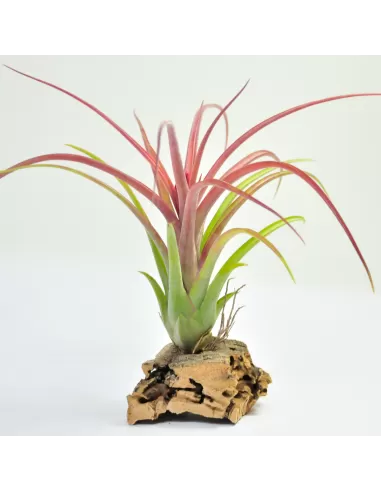 Tillandsia Brachycaulos x Caput-medusae