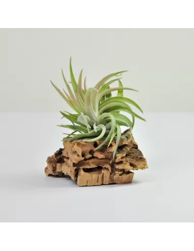 Tillandsia Brachycaulos Abdida