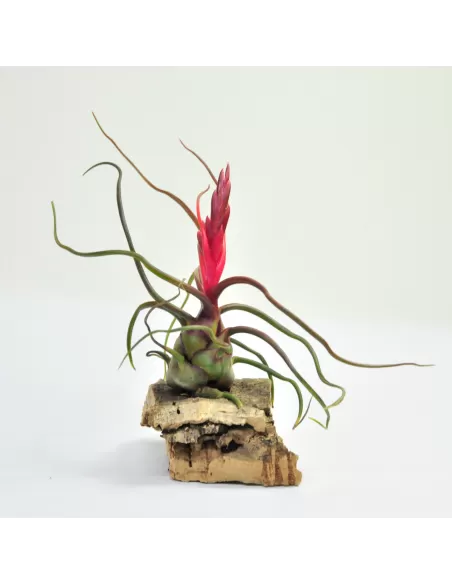 Tillandsia Bulbosa