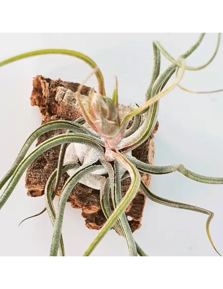 Tillandsia Butzii But Silver
