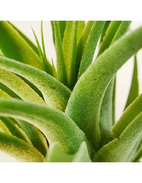 Tillandsia Cacticola Alba