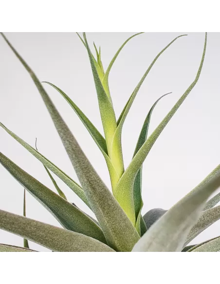 Tillandsia Cacticola Bright Leaf XL