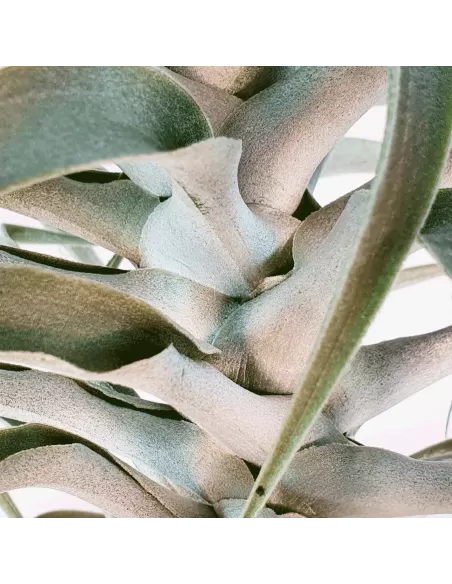 Tillandsia Cacticola Long Form Silver XL