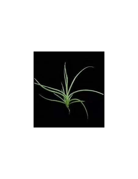 Tillandsia Caliginosa