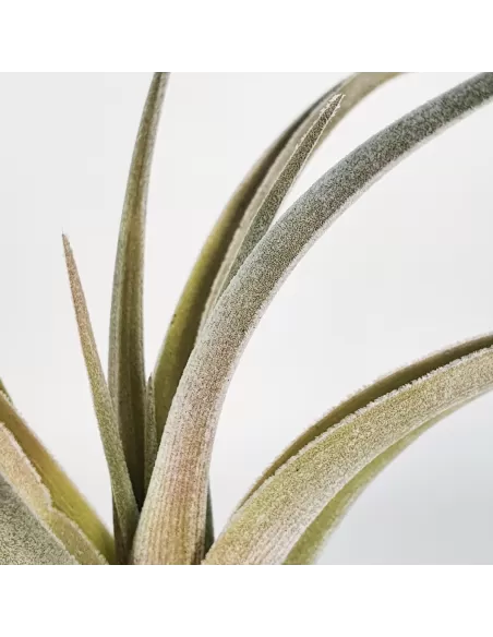 Tillandsia Candy Corn