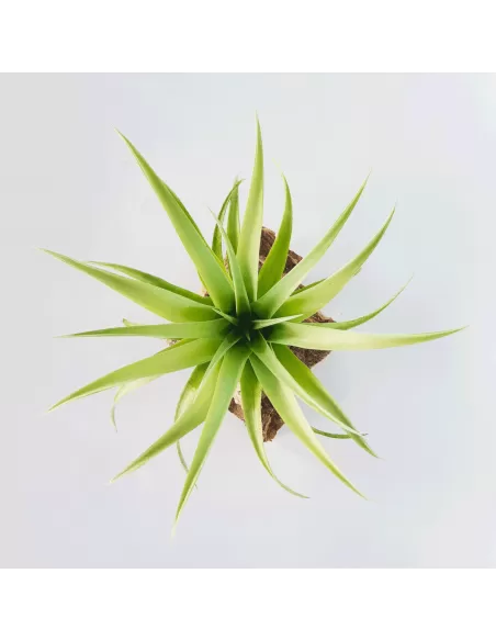 Tillandsia capitata 'Duda'