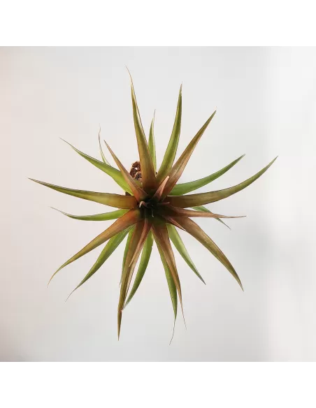 Tillandsia Capitata Red Star