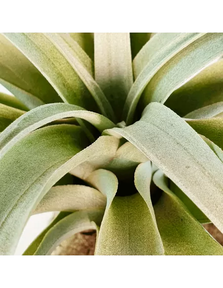Tillandsia Capitata Yellow Star