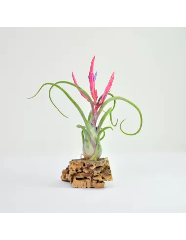 Tillandsia Caput Medusae