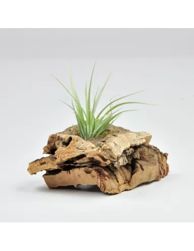 Tillandsia Carminea x Stricta Hart