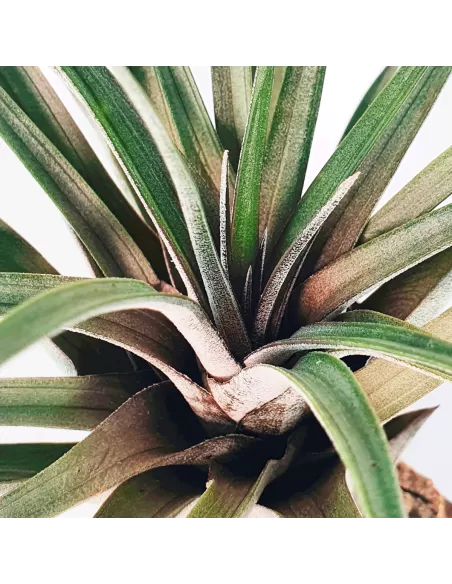 Tillandsia Carrilloi