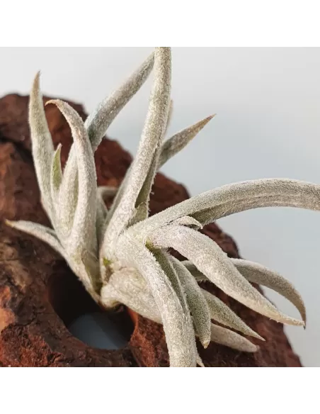 Tillandsia castellanii