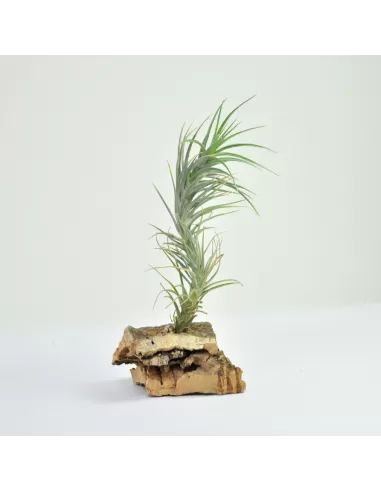 Tillandsia caulescens x tenuifolia