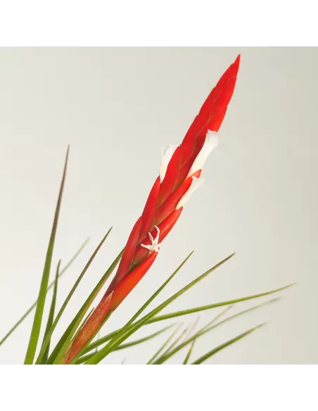Tillandsia Caulescens
