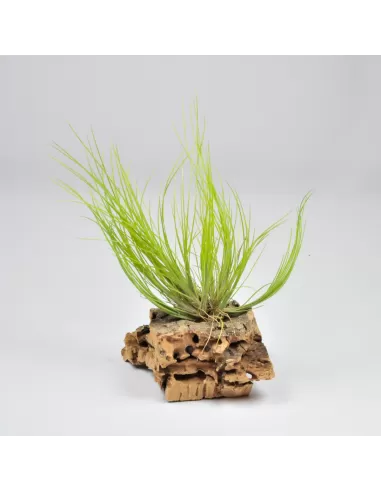 Tillandsia chaetophylla Klumpen
