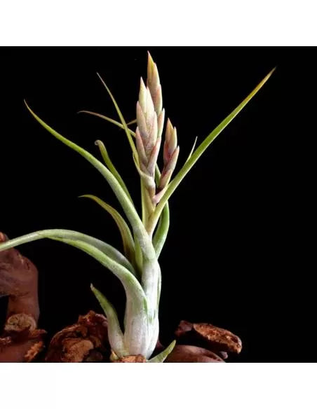 Tillandsia Circinata