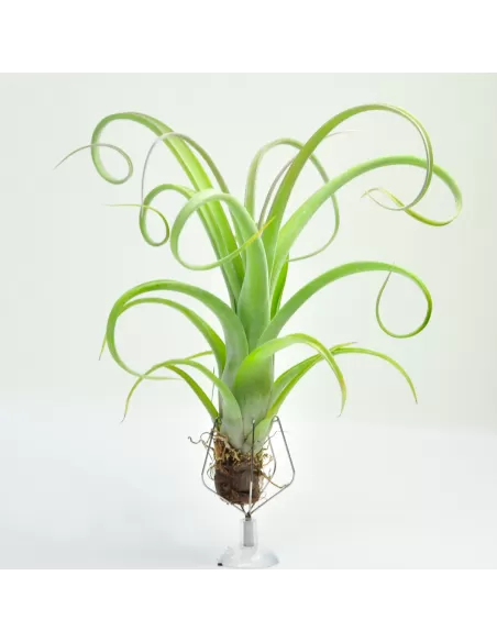 Tillandsia Curly Slim