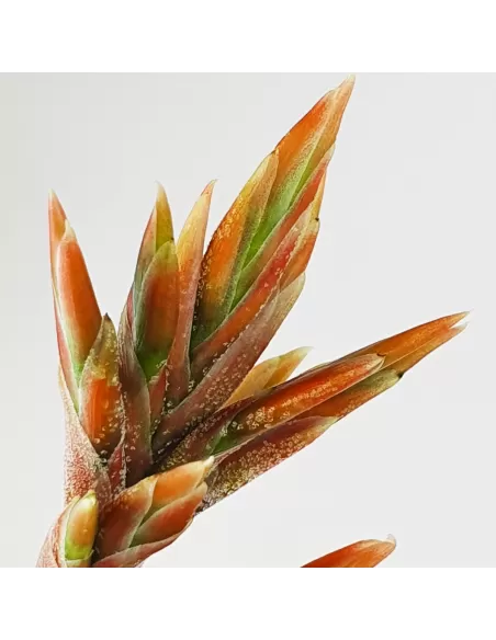 Tillandsia Didisticha