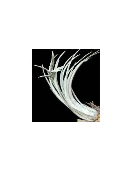 Tillandsia Disticha