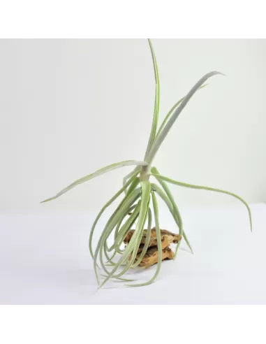 Tillandsia Nana