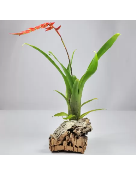 Tillandsia Dyeriana