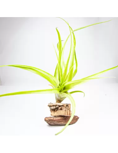 Tillandsia Elongata