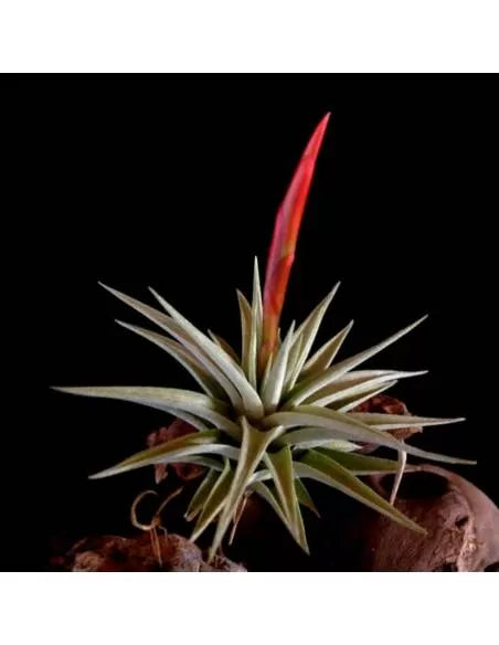 Tillandsia espinosae