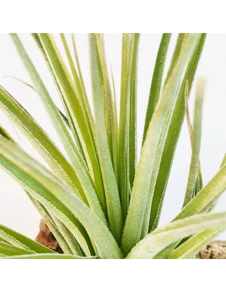 Tillandsia Feather Duster