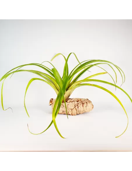 Tillandsia Flabellata Rubra