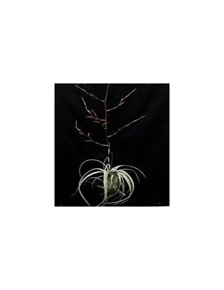 Tillandsia Flexuosa