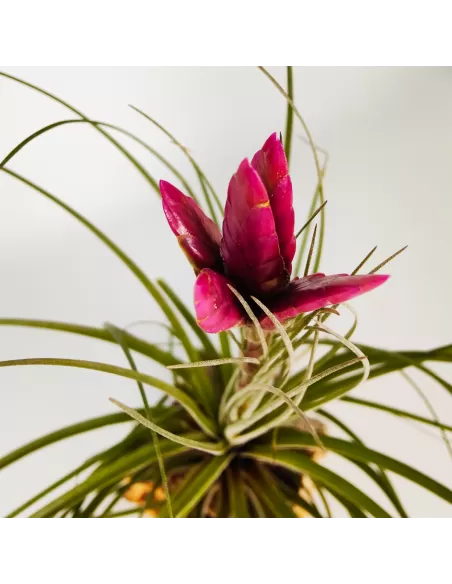Tillandsia Floribunda