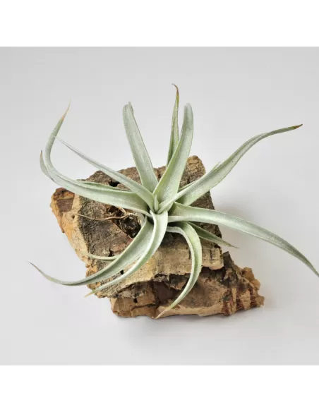Tillandsia Fresnelloides