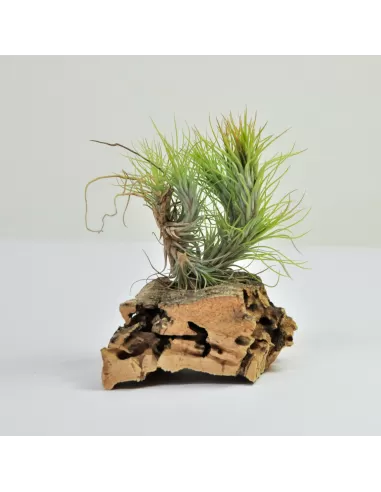 Tillandsia Funckiana Pulk