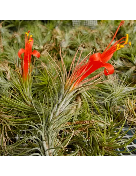 Tillandsia funkiana