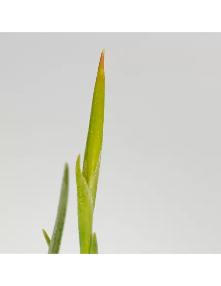 Tillandsia Glabior