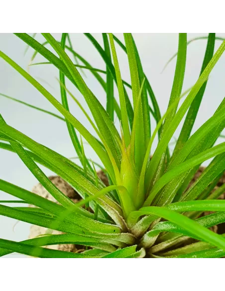 Tillandsia globosa
