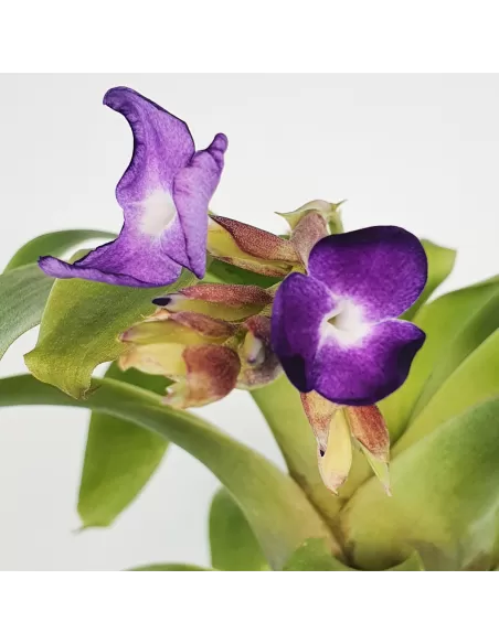 Tillandsia Hamaleana