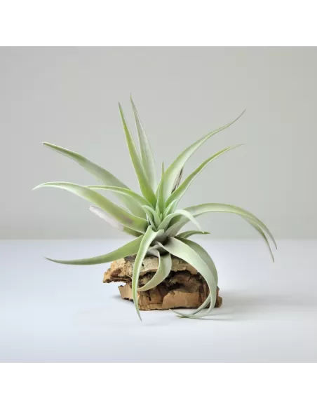 Tillandsia Harrisii